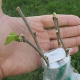 Kako nakalemiti dud (dud)